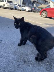 Found/Stray Female Cat last seen Element apmt complex, Arlington, TX 76011