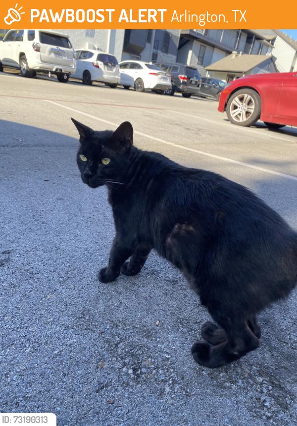 Found/Stray Female Cat last seen Element apmt complex, Arlington, TX 76011