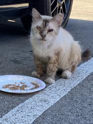 Found/Stray Male Cat last seen Element apmt complex 76011, Arlington, TX 76011