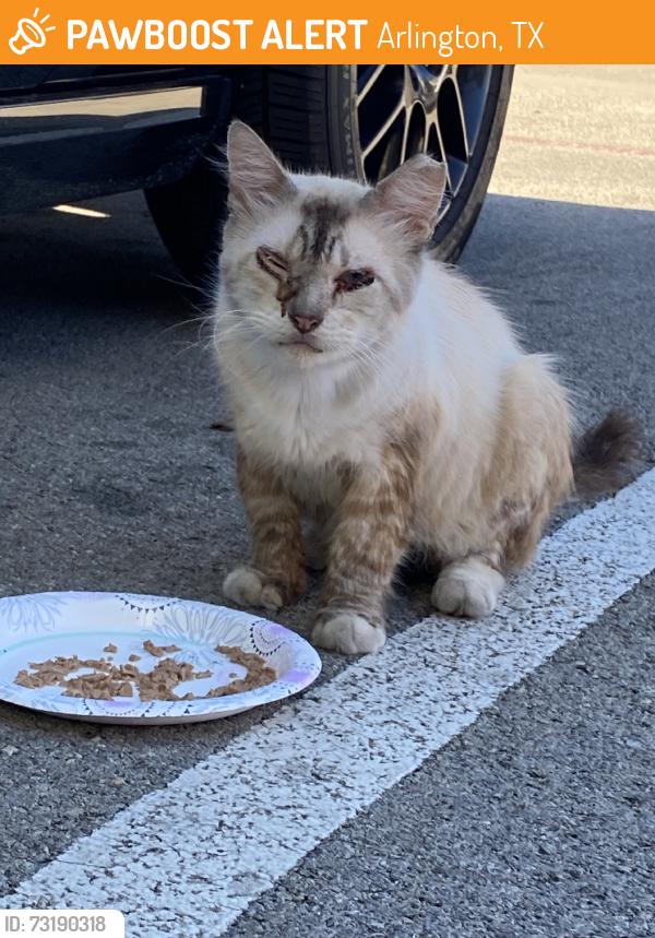 Found/Stray Male Cat last seen Element apmt complex 76011, Arlington, TX 76011