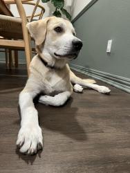Found/Stray Male Dog last seen Arkansas and Newyork st, Arlington, TX 76013