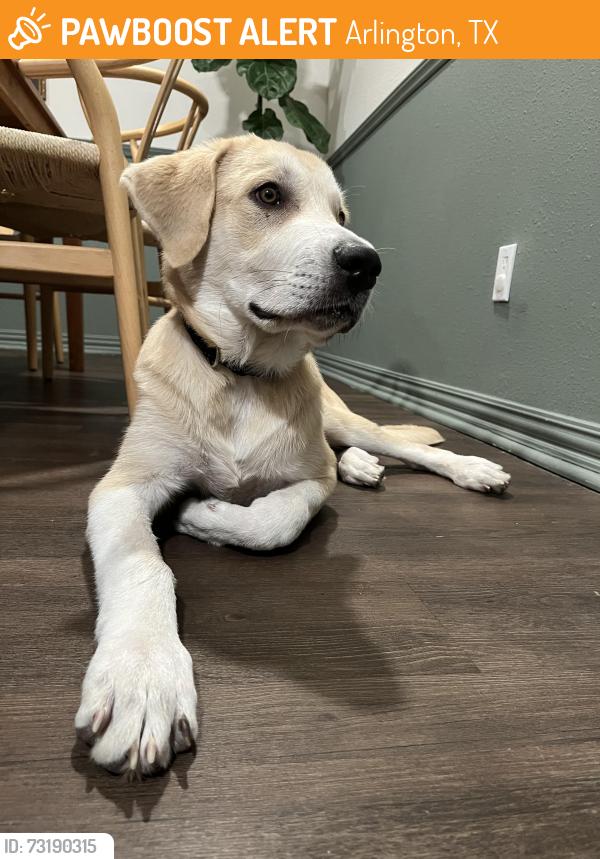 Found/Stray Male Dog last seen Arkansas and Newyork st, Arlington, TX 76013