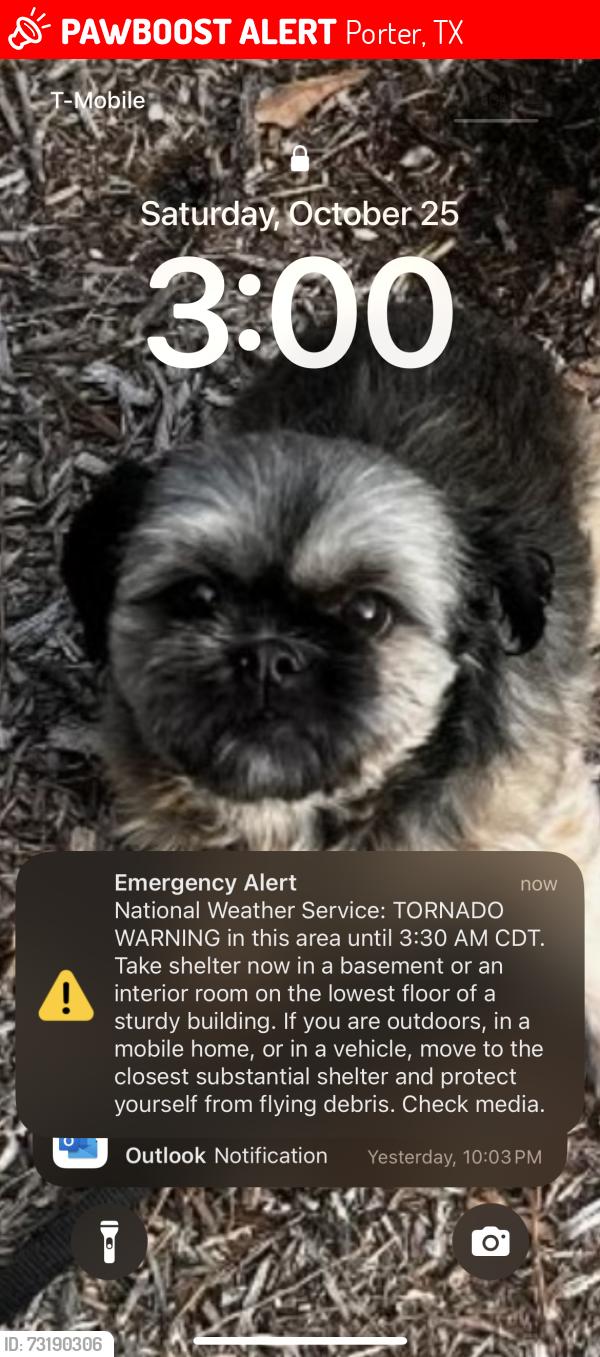 Lost Female Dog last seen Needham rd, Porter, TX 77365