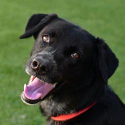 Shelter Stray Female Dog last seen , 3173 K-68 Hwy, Ottawa, KS 66067, USA