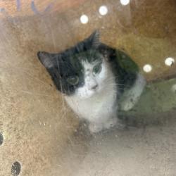 Shelter Stray Female Cat last seen , Animal Care & Control Team of Philly, 111 W Hunting Park Ave, Philadelphia, PA 19140, USA
