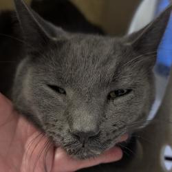 Shelter Stray Male Cat last seen , Animal Care & Control Team of Philly, 111 W Hunting Park Ave, Philadelphia, PA 19140, USA