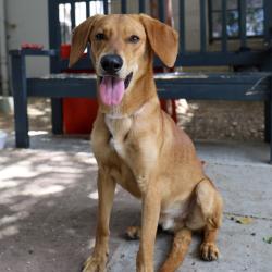 Shelter Stray Male Dog last seen , 361 S Raymond Ave, Pasadena, CA 91105, USA