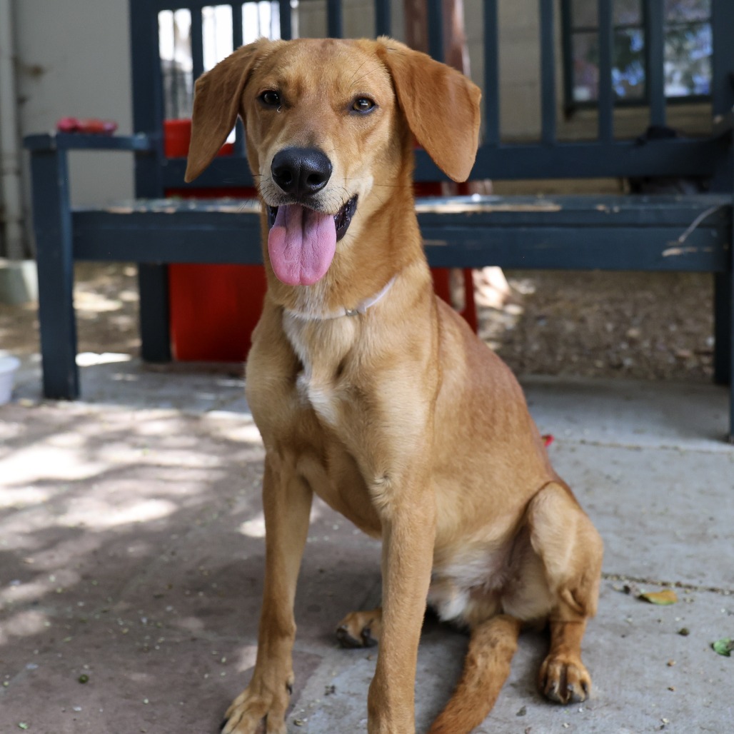 Shelter Stray Male Dog last seen , 361 S Raymond Ave, Pasadena, CA 91105, USA