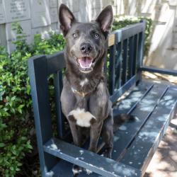 Shelter Stray Female Dog last seen , 361 S Raymond Ave, Pasadena, CA 91105, USA