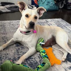 Shelter Stray Female Dog last seen , 361 S Raymond Ave, Pasadena, CA 91105, USA