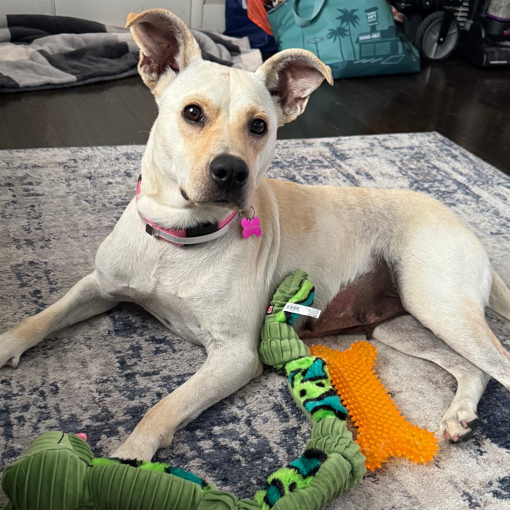 Shelter Stray Female Dog last seen , 361 S Raymond Ave, Pasadena, CA 91105, USA