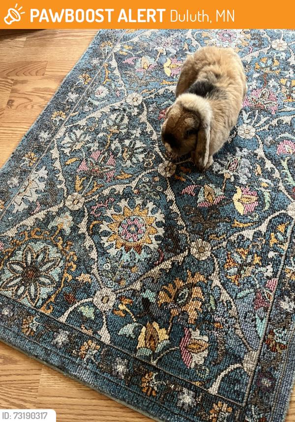 Surrendered Unknown Rabbit last seen Arlington Avenue, Duluth, MN 55802