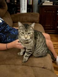 Found/Stray Female Cat last seen Peterson lane, Maryville, TN 37803