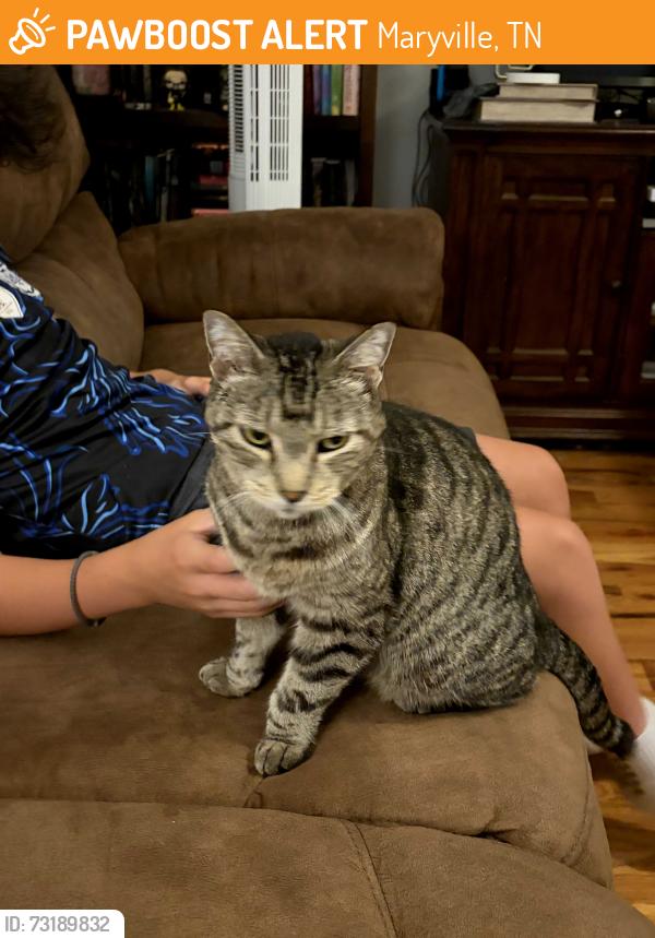 Found/Stray Female Cat last seen Peterson lane, Maryville, TN 37803