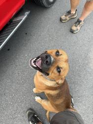 Found/Stray Male Dog last seen Carthage Rd and Tracy Rd, West End, NC 27376