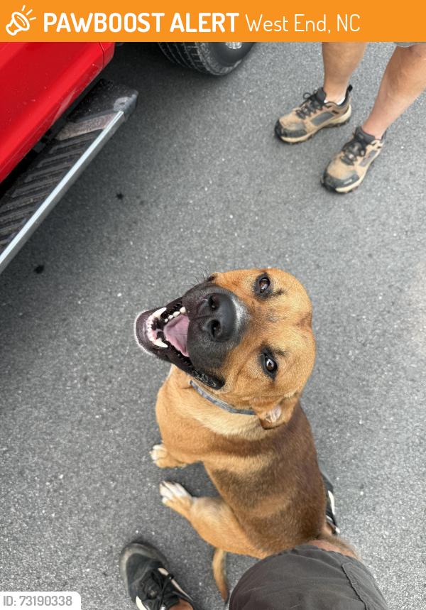 Found/Stray Male Dog last seen Carthage Rd and Tracy Rd, West End, NC 27376