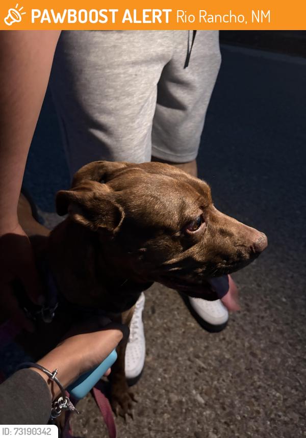 Found/Stray Female Dog last seen Firehouse on rockway, Rio Rancho, NM 87124