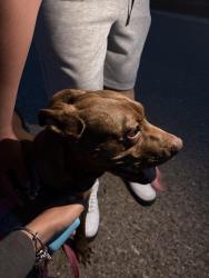 Found/Stray Female Dog last seen Firehouse on rockway, Rio Rancho, NM 87124
