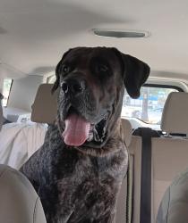 Reunited Male Dog last seen Oso Pool Park in Mcardle and Whetiker, Corpus Christi, TX 78414