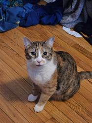 Lost Female Cat last seen Willow Ave and Queen Street East, Toronto, ON M4E 1G2