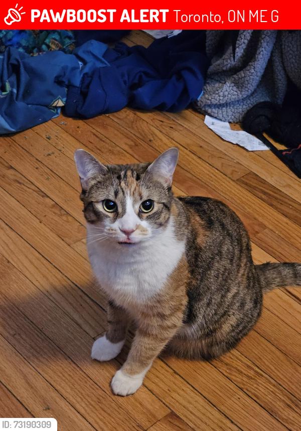 Lost Female Cat last seen Willow Ave and Queen Street East, Toronto, ON M4E 1G2