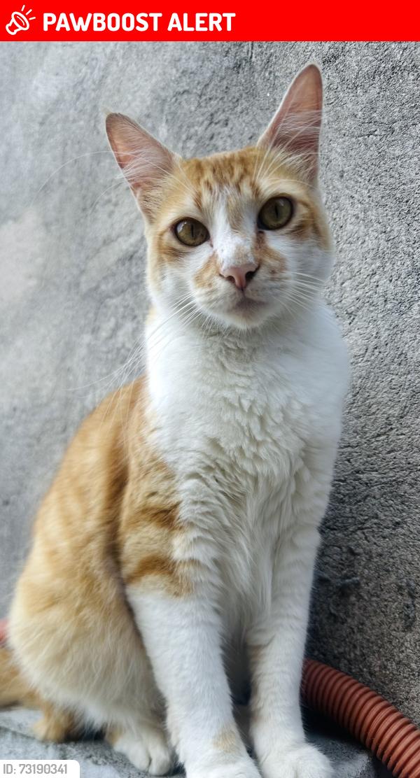 Lost Male Cat last seen Rua São Francisco, quinta da Boa Vista, Itaquaquecetuba, SP 08597-565