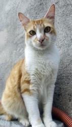 Lost Male Cat last seen Rua São Francisco, quinta da Boa Vista, Itaquaquecetuba, SP 08597-565