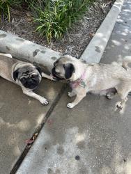 Found/Stray Male Dog last seen Strake Jesuit Campus, Houston, TX 77036