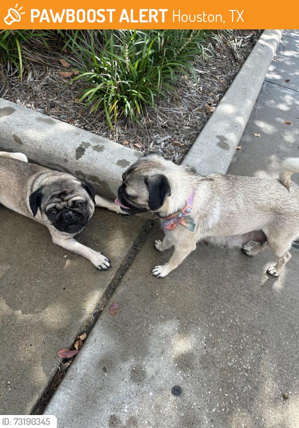 Found/Stray Male Dog last seen Strake Jesuit Campus, Houston, TX 77036