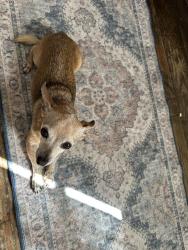 Reunited Male Dog last seen St Claude and Lizardi, New Orleans, LA 70117