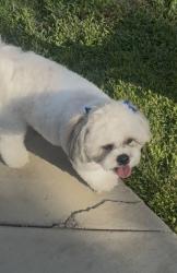 Reunited Female Dog last seen Nutwood & Lampson, Garden Grove, CA 92840