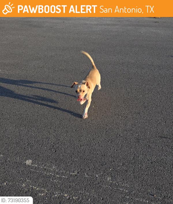 Found/Stray Male Dog last seen Baywater and Lyceum, San Antonio, TX 78229