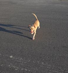 Found/Stray Male Dog last seen Baywater and Lyceum, San Antonio, TX 78229