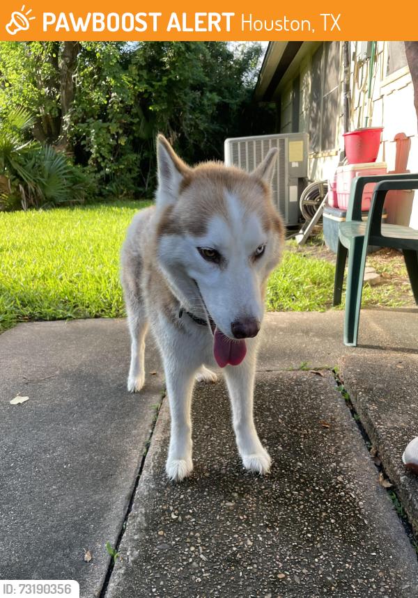 Found/Stray Male Dog last seen Hillcroft and Beechnut, Houston, TX 77074