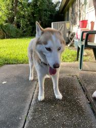 Found/Stray Male Dog last seen Hillcroft and Beechnut, Houston, TX 77074