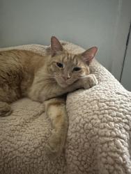 Lost Male Cat last seen Plumb & Circle, Reno, NV 89509