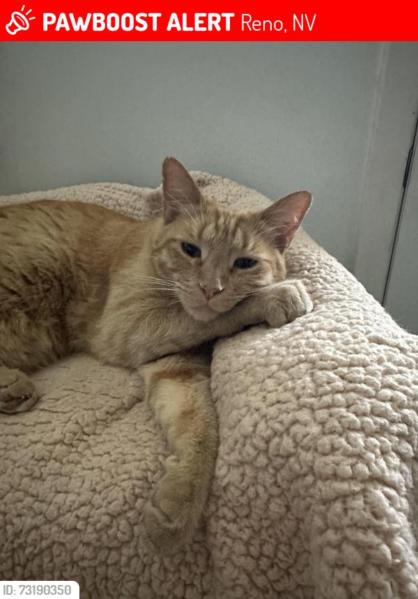 Lost Male Cat last seen Plumb & Circle, Reno, NV 89509