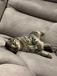 Lost Male Cat last seen Todd street, Harlingen, TX 78552