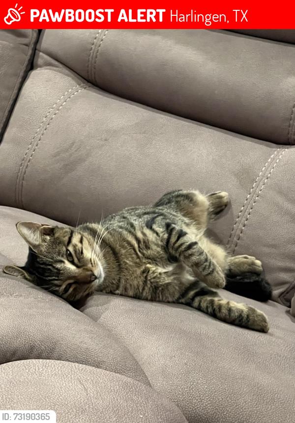 Lost Male Cat last seen Todd street, Harlingen, TX 78552