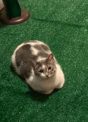 Reunited Female Cat last seen S 18th street between Mineral and Scott, Milwaukee, WI 53221