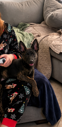 Reunited Female Dog last seen Oak Creek Drive (county road 4150) and County Road 468, Tyler, TX 75704