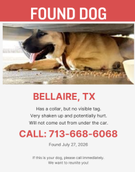 Found/Stray Unknown Dog last seen West Loop South & Locust Street, Bellaire, TX 77401
