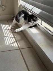 Lost Male Cat last seen near bushes at 10725 windhill ct, Clermont, FL 34711