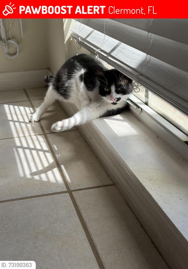 Lost Male Cat last seen near bushes at 10725 windhill ct, Clermont, FL 34711