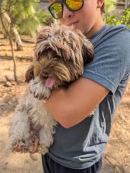 Reunited Female Dog last seen Toledo Way & Lake Forest Dr, Lake Forest, CA 92630, USA, Lake Forest, CA 92630