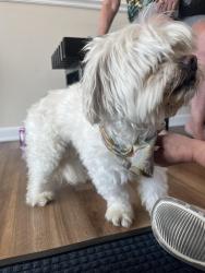 Found/Stray Male Dog last seen Salem Harbour apmts, Bensalem, PA 19020