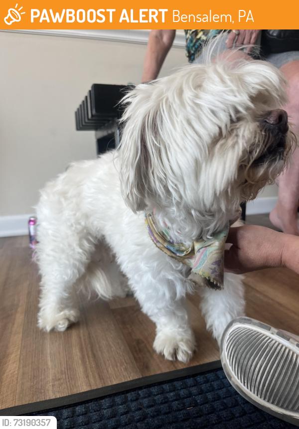 Found/Stray Male Dog last seen Salem Harbour apmts, Bensalem, PA 19020