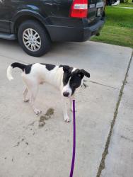 Reunited Male Dog last seen Timberhill between wurzbach & grissom, San Antonio, TX 78238