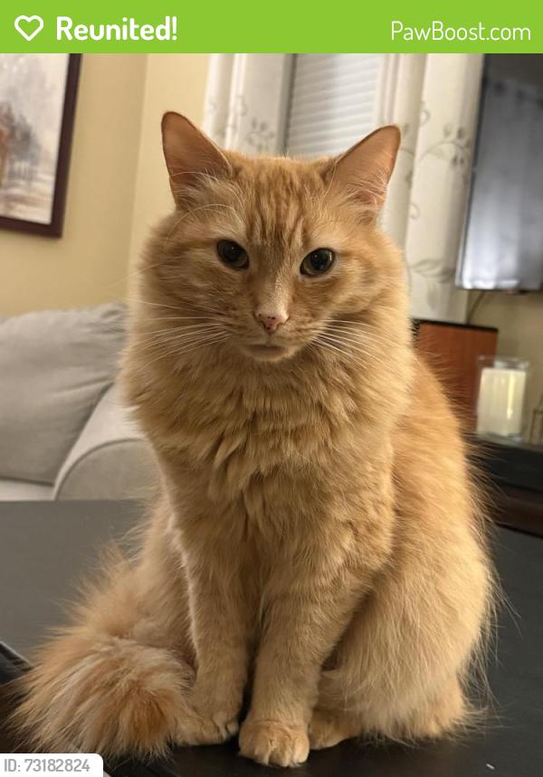 Reunited Female Cat last seen Rutledge Ave, Butler Ave, Lancaster, PA 17601