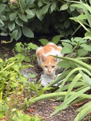 Reunited Unknown Cat last seen In the backyard of 1296 Heller Dr, Yardley, Morrisville, PA 19067